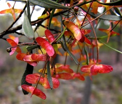 Dodonaea heteromorpha