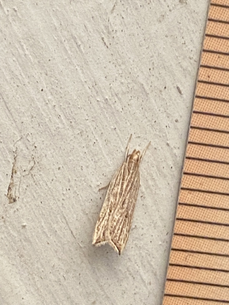 Lanceolate Moth