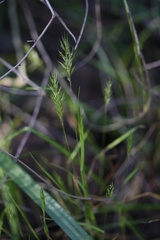Gastridium phleoides