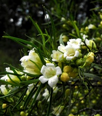 Eremophila mitchellii