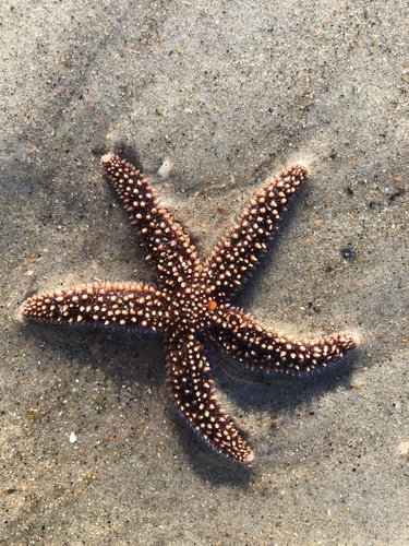Forbes's Sea Star photographed in North Carolina