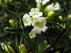 Eremophila mitchellii