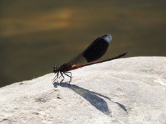 Euphaea formosa