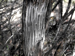 Eremophila mitchellii