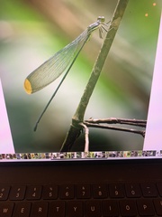 Microstigma