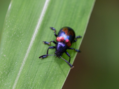 Platycorynus undatus