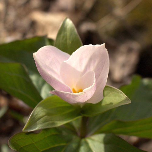 Trillium grandiflorum