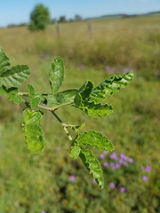 Cullen australasicum