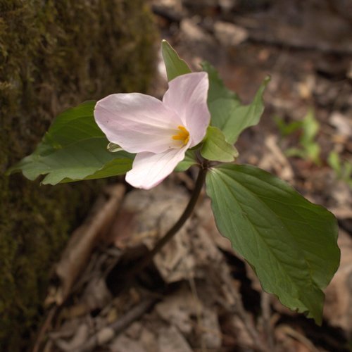 Trillium grandiflorum