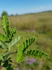Cullen australasicum