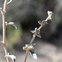 Atriplex stipitata