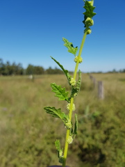 Dysphania melanocarpa