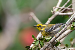 Setophaga townsendi