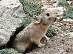 Ladak Pika photo 2