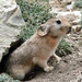 Ladak Pika - Photo (c) Russellcollins, some rights reserved (CC BY)