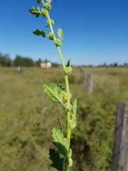 Dysphania melanocarpa