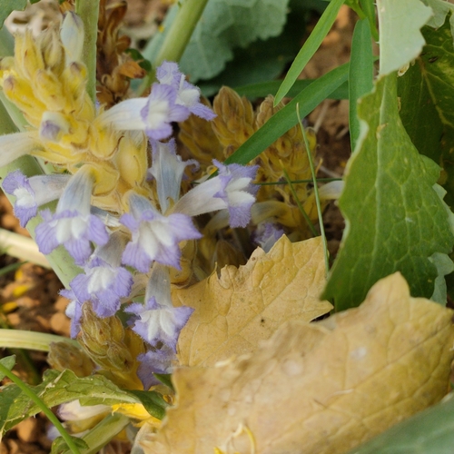 Phelipanche brassicae