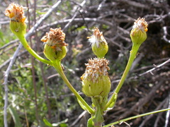 Senecio integerrimus exaltatus