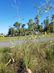 Eragrostis alveiformis