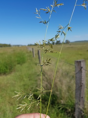 Eragrostis alveiformis