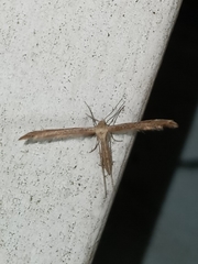 Lioptilodes albistriolatus