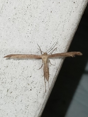 Lioptilodes albistriolatus