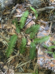 Blechnum penna-marina