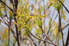 Toxicodendron succedaneum