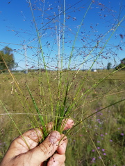 Panicum decompositum