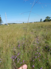 Panicum decompositum