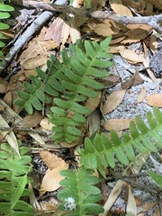 Blechnum penna-marina