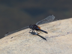 Trithemis festiva