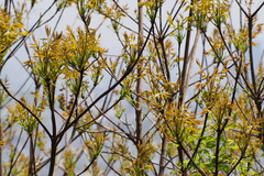 Toxicodendron succedaneum