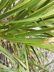 Aciphylla horrida