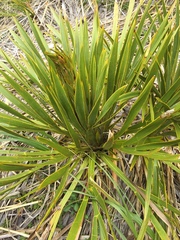Aciphylla horrida
