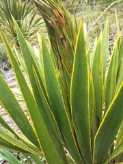 Aciphylla horrida