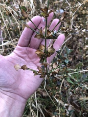 Dicliptera resupinata