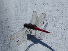 Orthetrum pruinosum