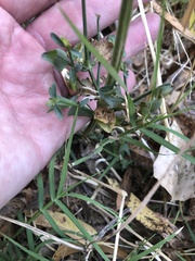 Dicliptera resupinata