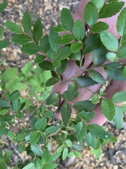 Nothofagus dombeyi