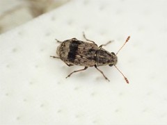 Cacephatus huttoni