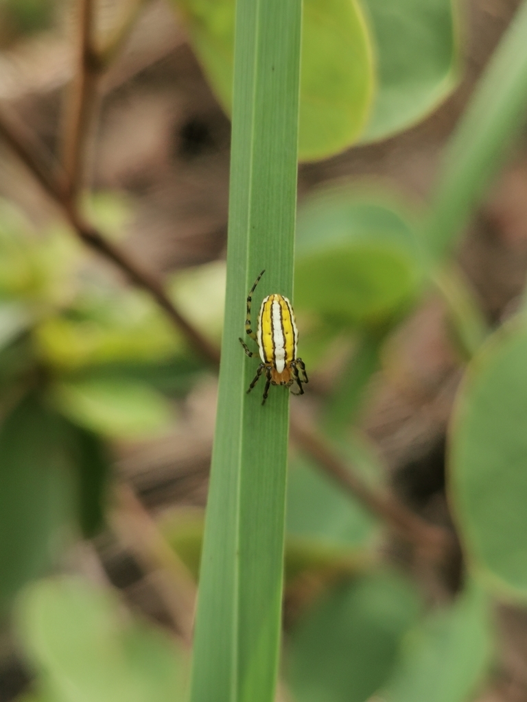 Alpaida chapada