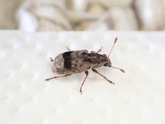 Cacephatus huttoni