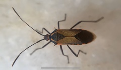 Plinachtus acicularis