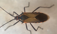 Plinachtus acicularis