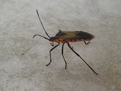 Plinachtus acicularis