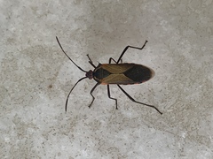 Plinachtus acicularis