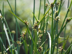 Schoenoplectiella mucronata