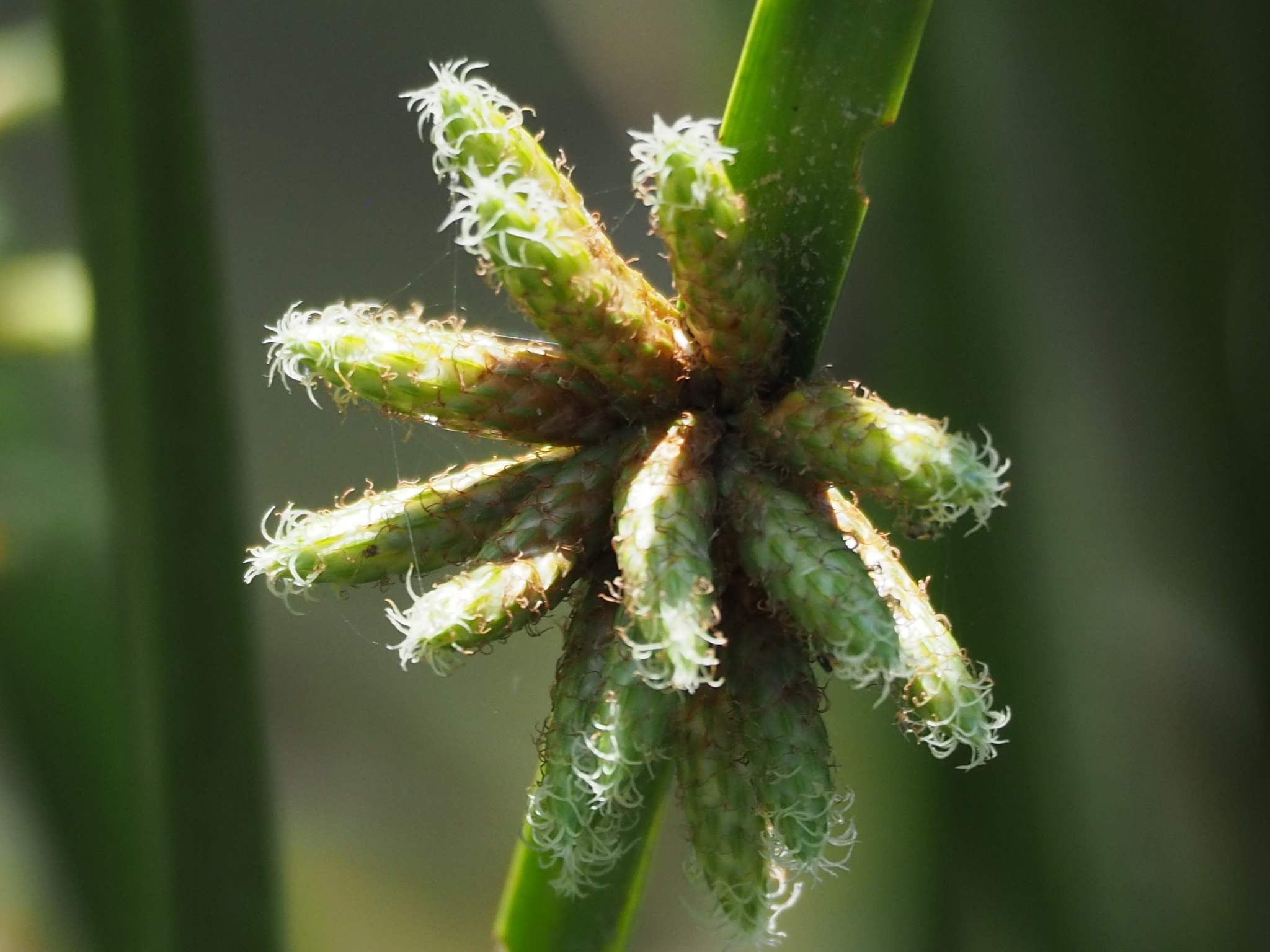 Schoenoplectiella mucronata