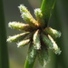 Bog Bulrush - Photo no rights reserved, uploaded by 葉子